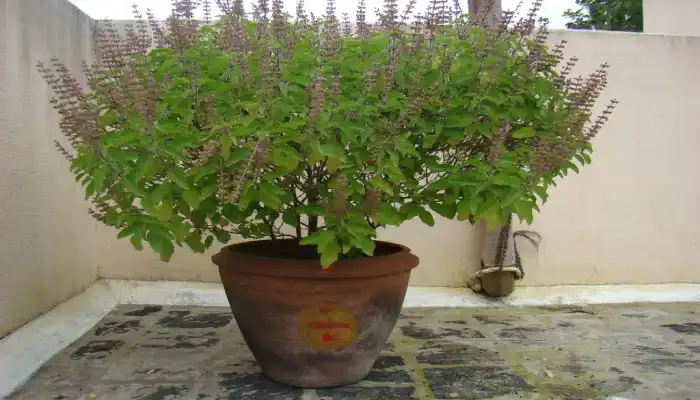 तुलसी के आस-पास भूलकर भी न रखें ये पौधे, वरना घर से चली जाएगी सुख-शांति