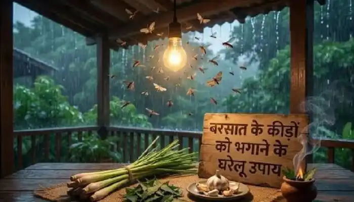 मानसून में लाइट के आसपास कीड़ों से परेशान? ये देसी घरेलू उपाय बिना केमिकल देंगे राहत