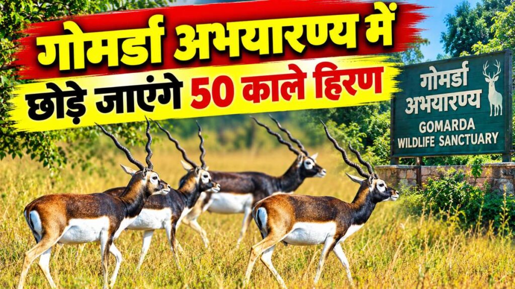 छत्तीसगढ़ के गोमर्डा अभयारण्य में छोड़े जाएंगे 50 काले हिरण: प्रस्ताव को मंजूरी, पर्यटन के साथ ग्रामीण अर्थव्यवस्था को मिलेगी मजबूती
