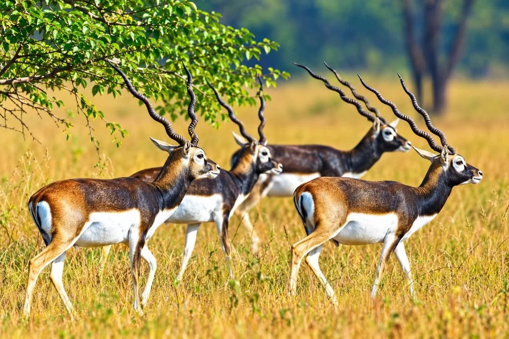 छत्तीसगढ़ के गोमर्डा अभयारण्य में छोड़े जाएंगे 50 काले हिरण: प्रस्ताव को मंजूरी, पर्यटन के साथ ग्रामीण अर्थव्यवस्था को मिलेगी मजबूती