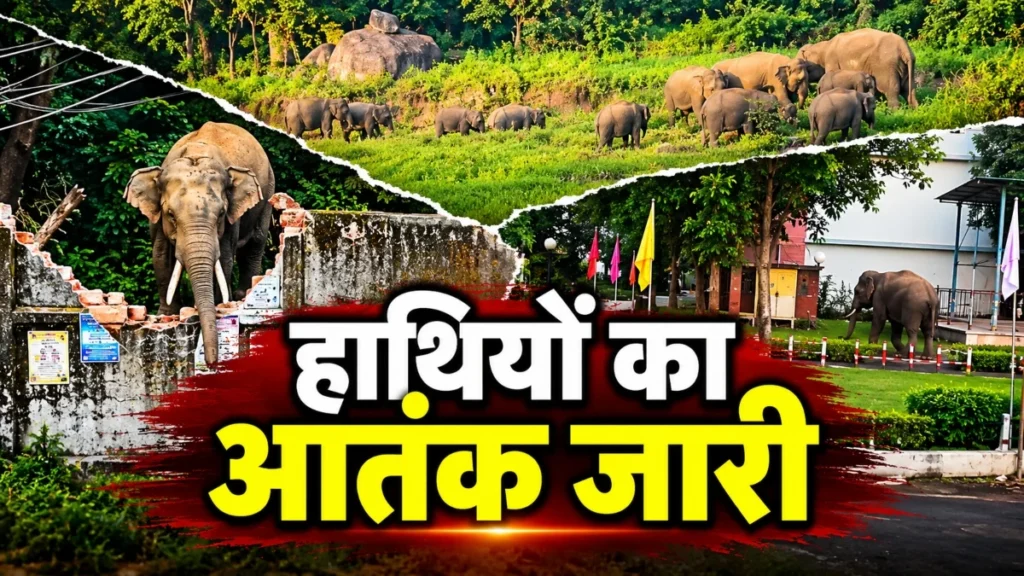 हाथियों का आतंक जारी: कोरबा में फसल किया बर्बाद, जशपुर में तोड़ी हॉस्टल की दीवार, लोगों में दहशत…